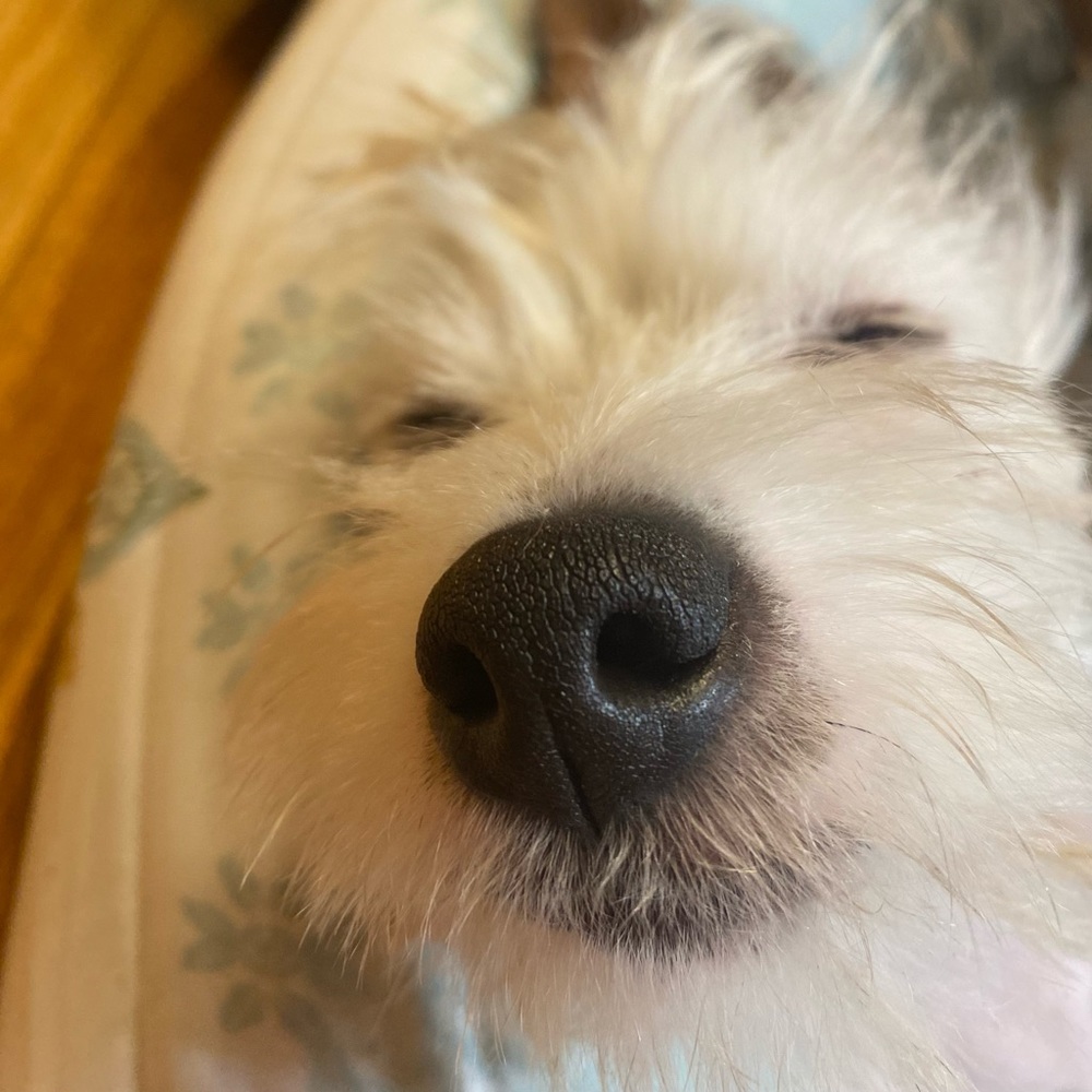 Meet your Posher, Mishel